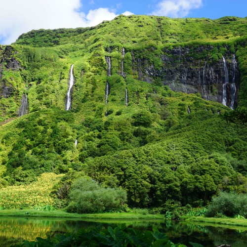 Flores cascata