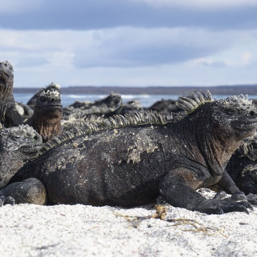 Galapagos