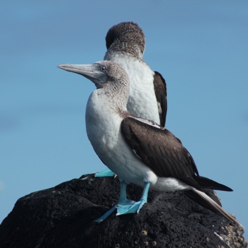 Galapagos