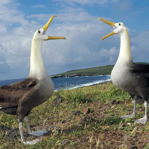 Galapagos