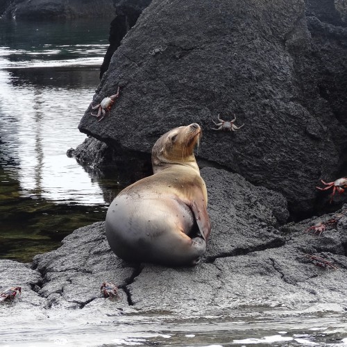 Galapagos leone marino