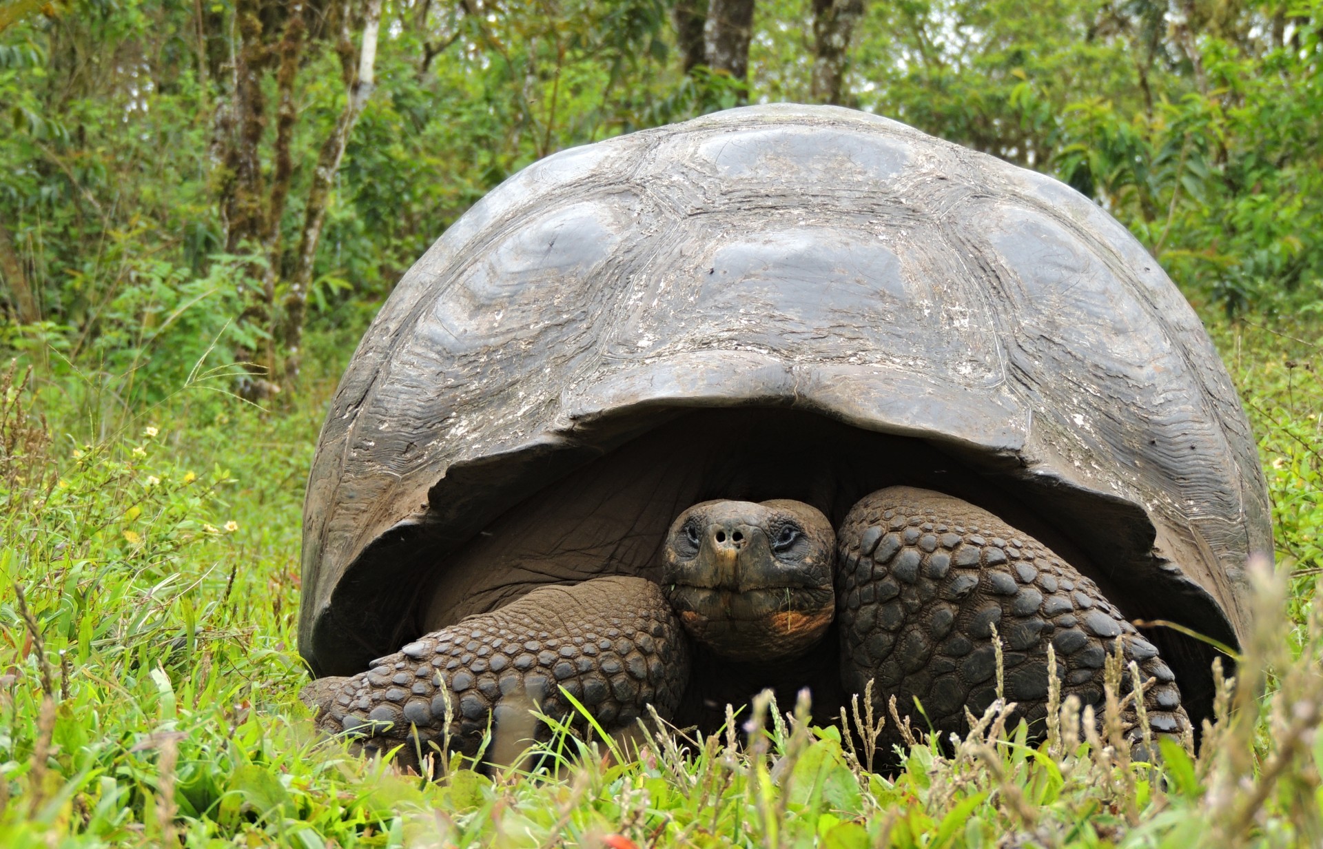 Galapagos tartaruga gigante