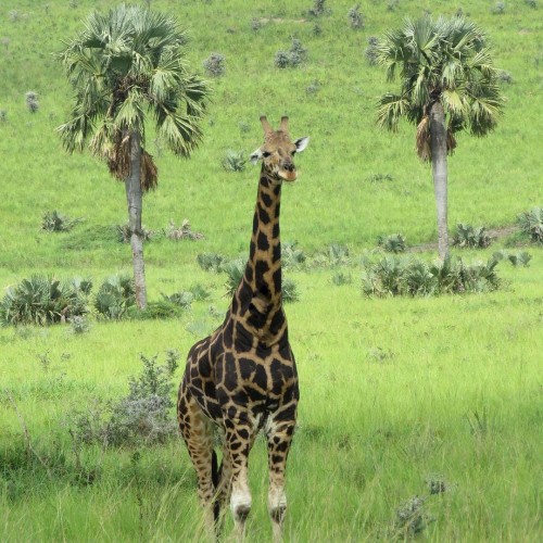 Giraffa Uganda