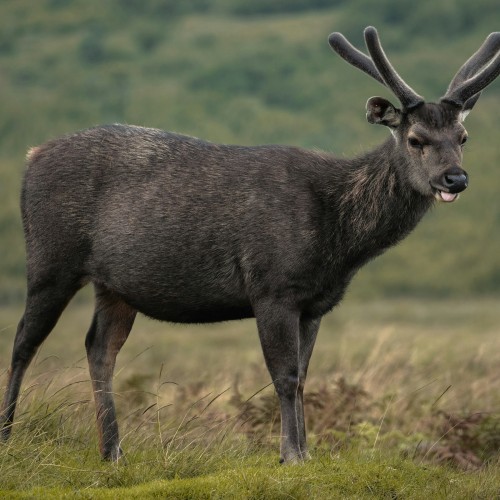 Sri Lanka