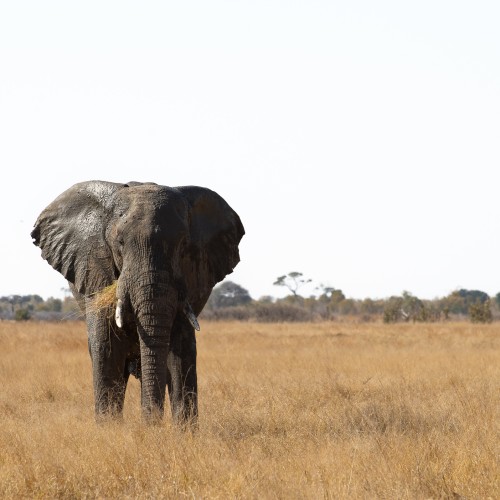 Hwange National Park