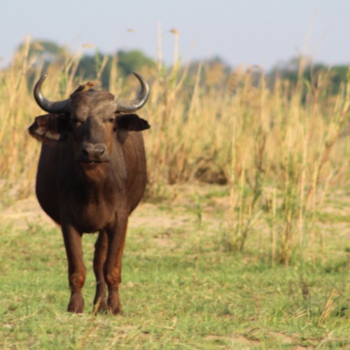 Zambia