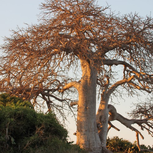 Mozambico generale