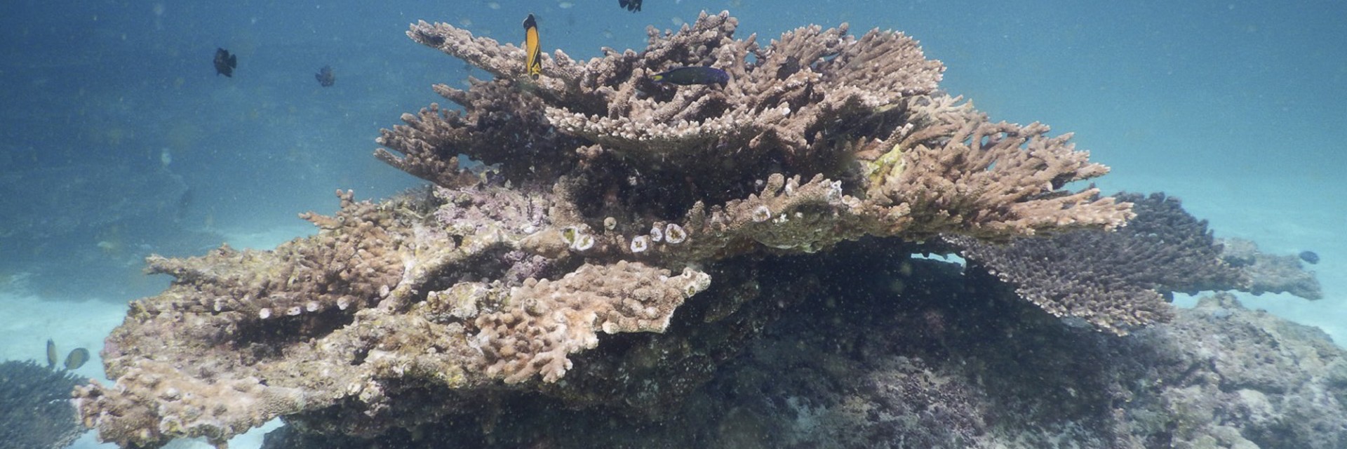 Oman barriera corallina