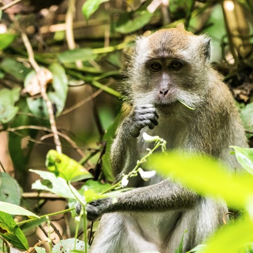 Khao Sok