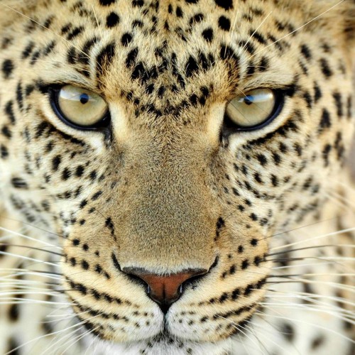 leopardo