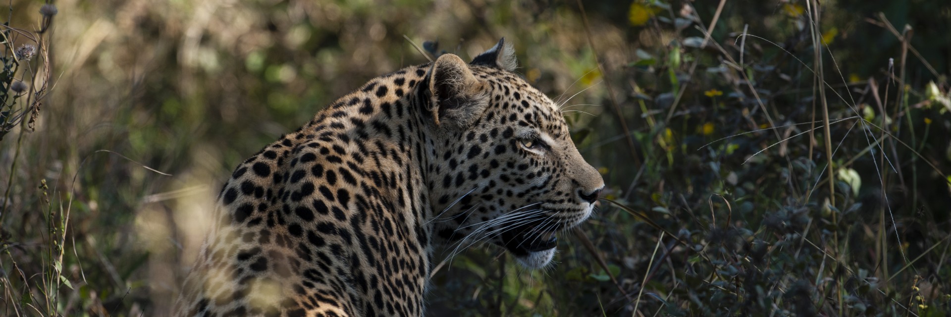 okavango