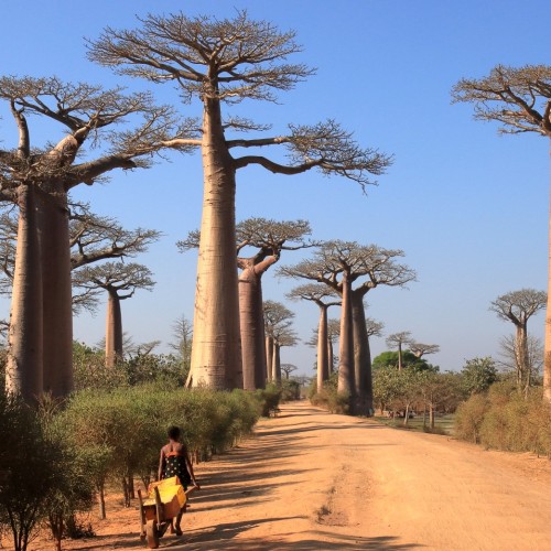 Madagascar