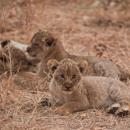 Malawi