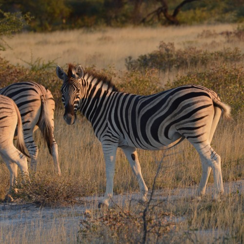 Namibia