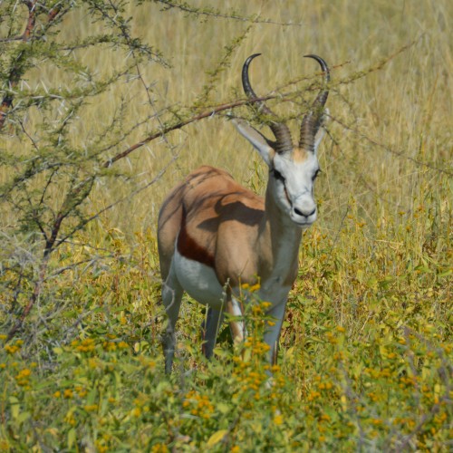 Namibia