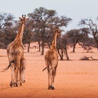 Namibia Kalahari