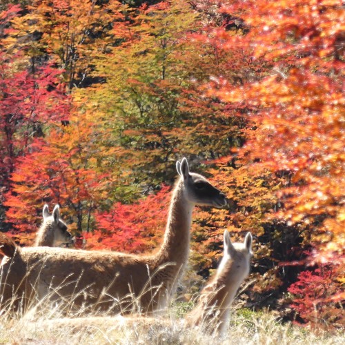 Patagonia autunnale