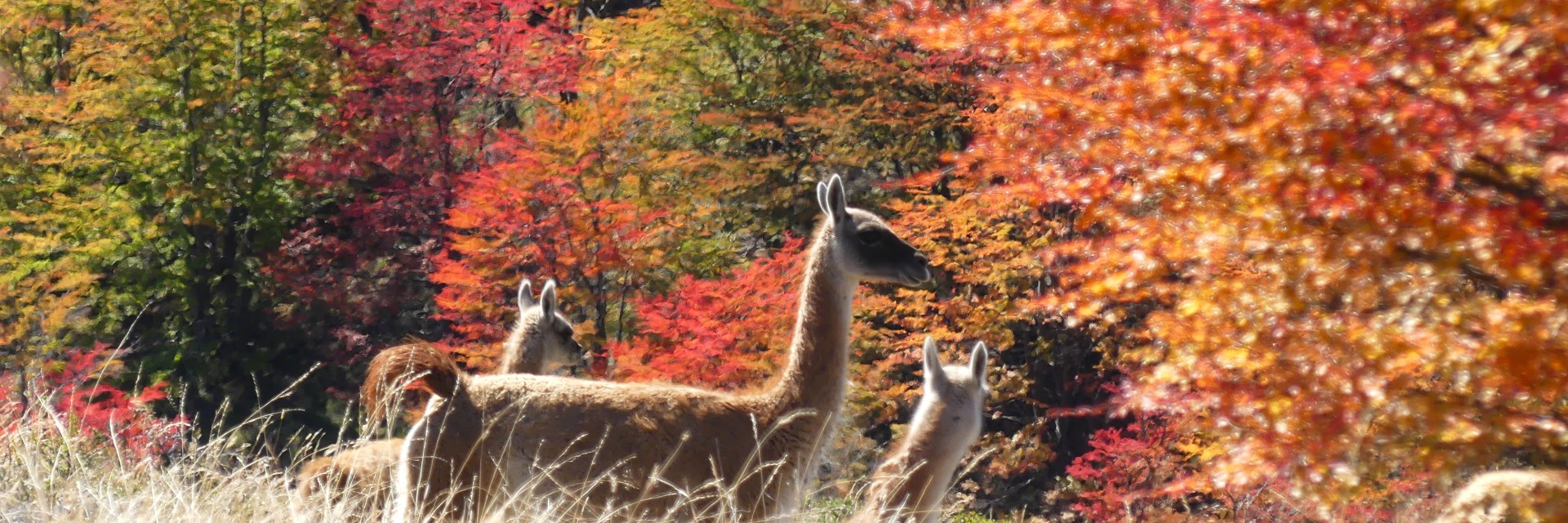 Patagonia autunnale