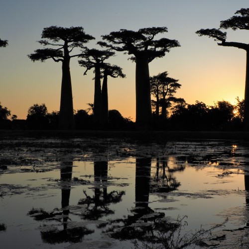 Baobab tramonto