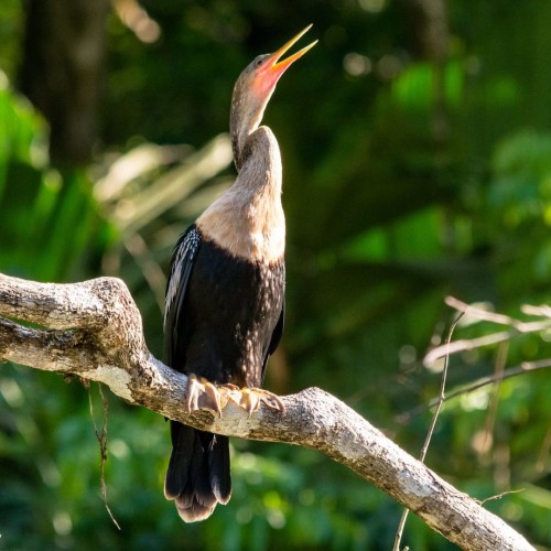 Parco Tortuguero