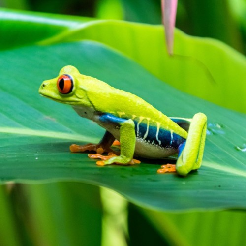 Parco Tortuguero