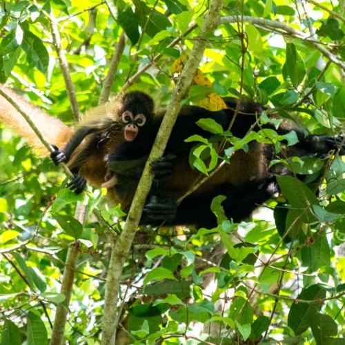 Parco Tortuguero