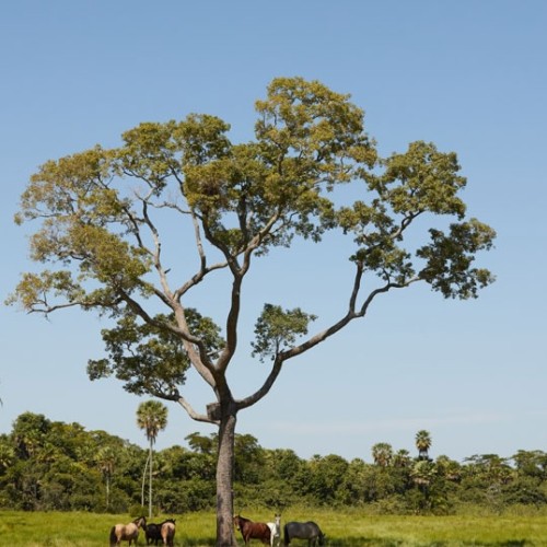 pantanal