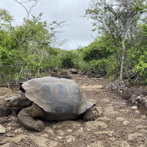 Galapagos San Cristobal