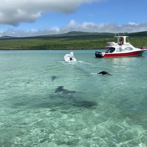 Galapagos Isla Lobos