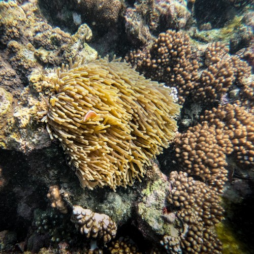 Snorkeling coral lodge