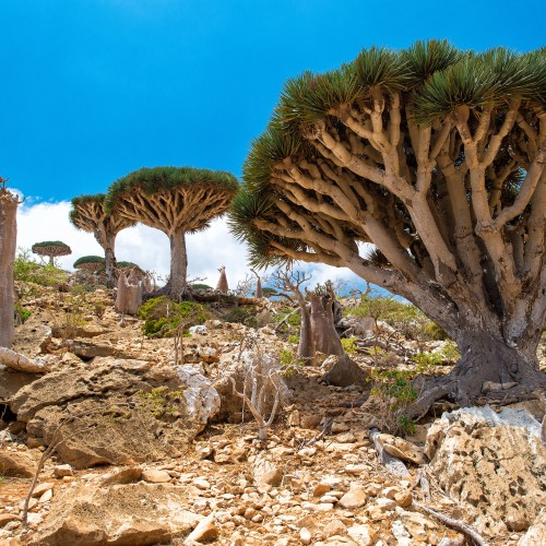 Socotra 