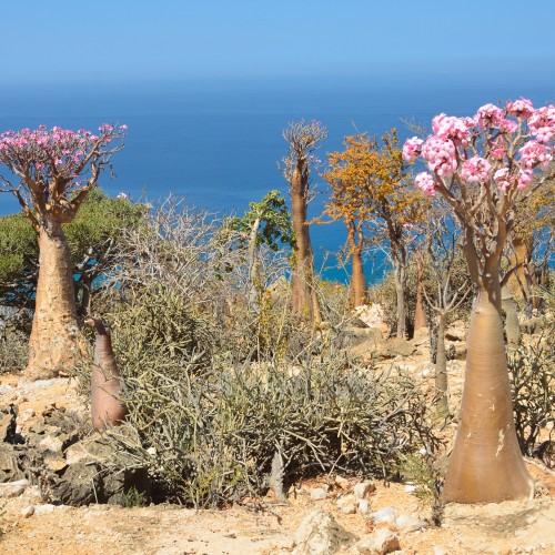 Socotra 