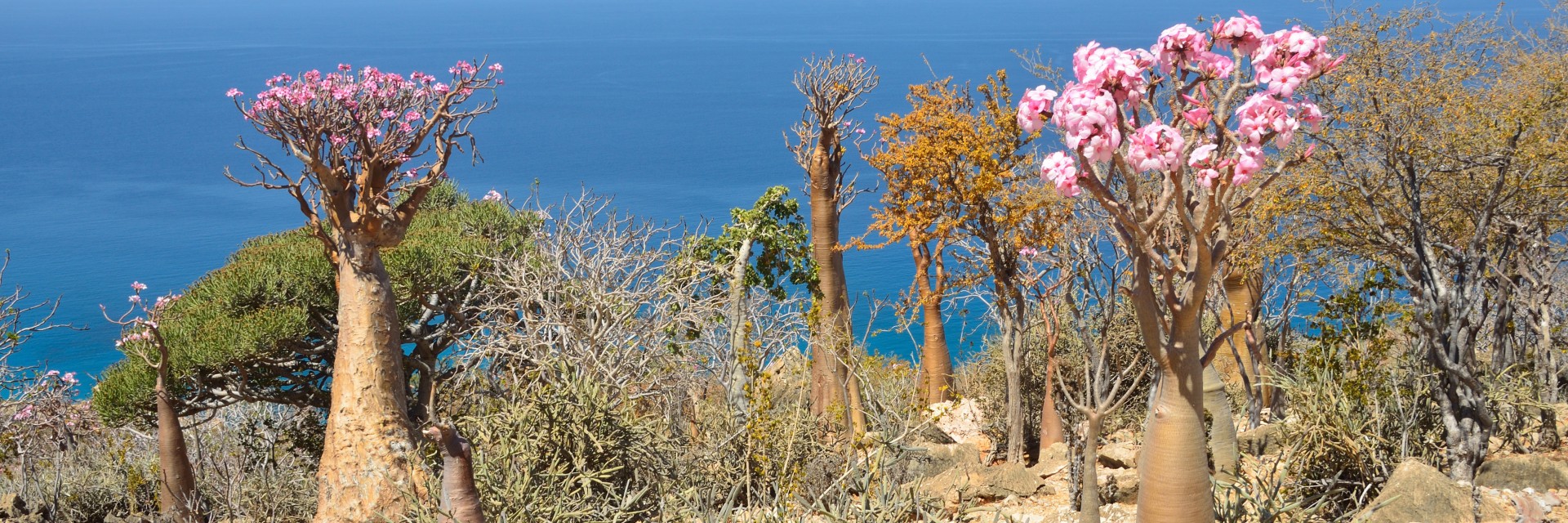 Socotra 