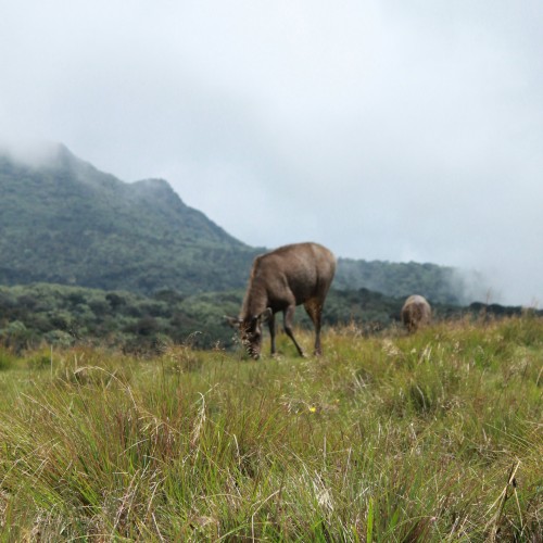 Horton Plains