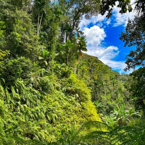 Foresta pluviale di Sinharaja
