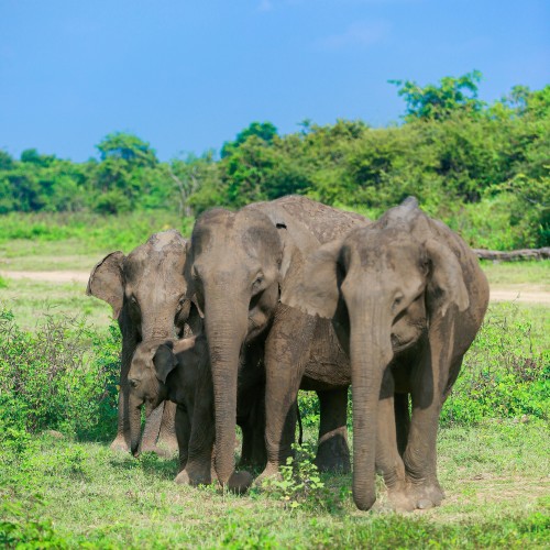Udawalawe