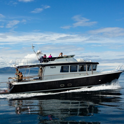 Lyngen