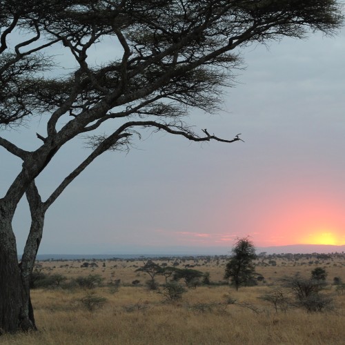 Serengeti
