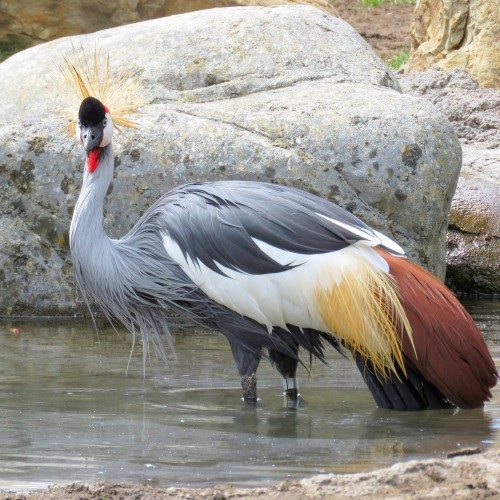 Uganda Gru coronata