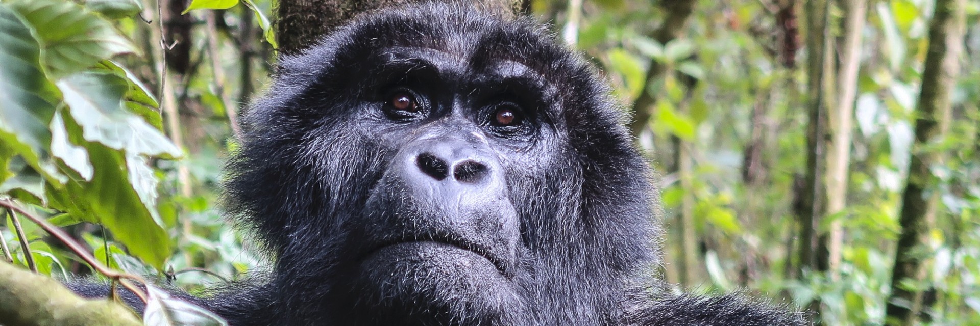 Uganda header