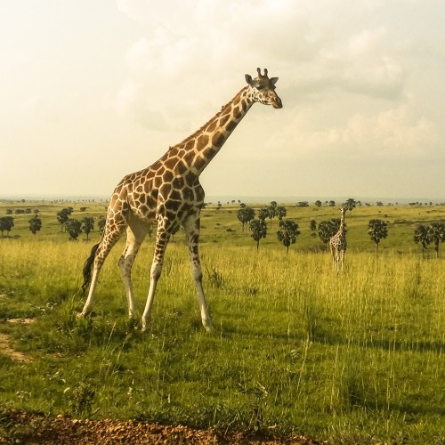 Uganda giraffa
