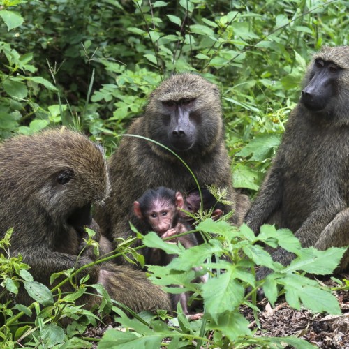 Uganda primati