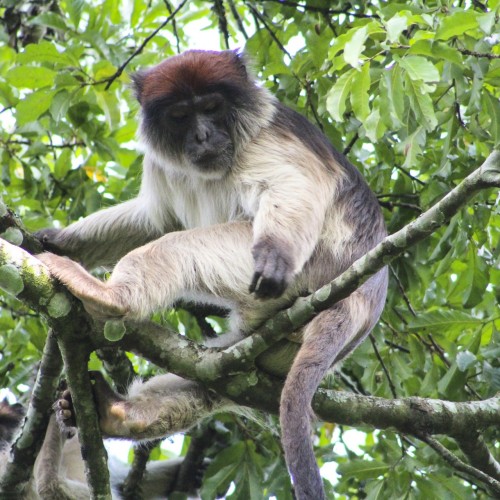 Uganda scimmie