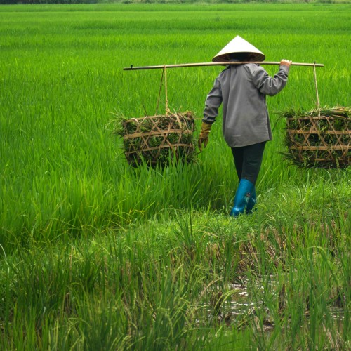 Vietnam Nord