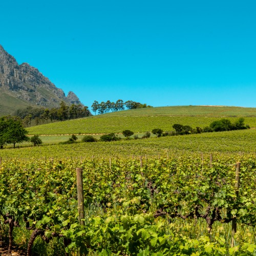 Winelands