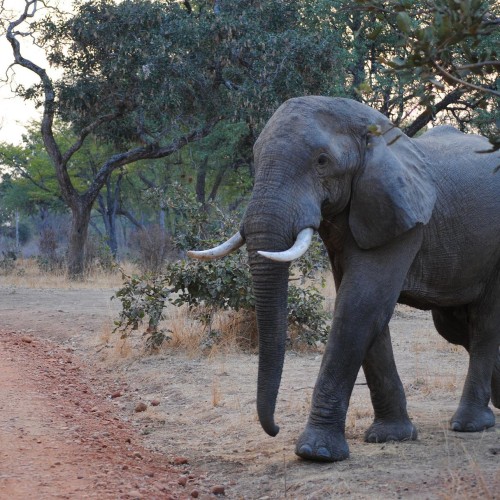 Zambia elefante 