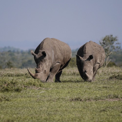Zambia rinoceronte