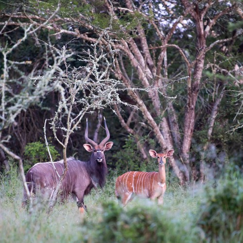 Zululand lodge