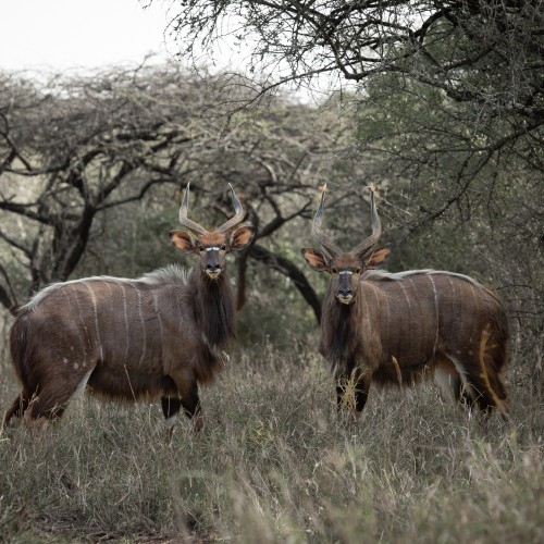 Zululand lodge