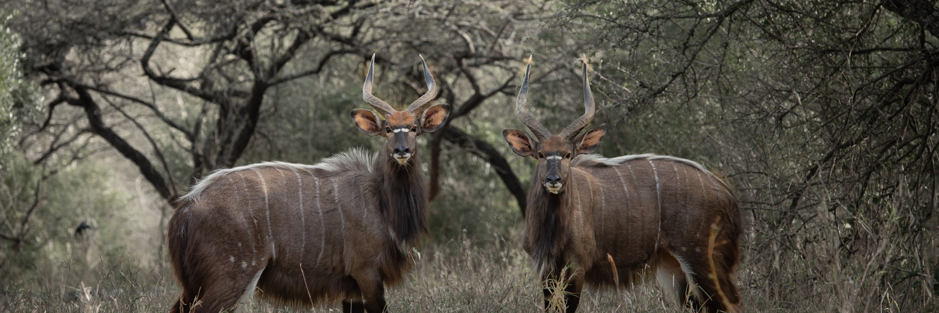 Zululand lodge